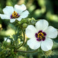 10 SIMPLY LOVE HIBISCUS (Flower of the Hour / Baldder Hibiscus) Hibiscus Trionum Flower Seeds