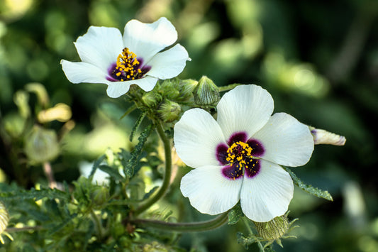 10 SIMPLY LOVE HIBISCUS (Flower of the Hour / Baldder Hibiscus) Hibiscus Trionum Flower Seeds