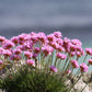 50 SEA THRIFT Armeria Maritima California Sea Pink Cliff Rose Cushion Pink Lavender Native Maritime Flower Seeds