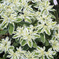 20 SNOW On THE MOUNTAIN Euphorbia Marginata Variegated Groundcover Sun or Shade Flower Seeds
