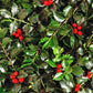 40 AMERICAN HOLLY Ilex Opaca Tree Shrub Evergreen Red Berry Seeds - aka White Holly, Prickly Holly, Christmas Holly, Yule Holly