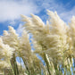 200 WHITE PAMPAS GRASS Cortaderia Selloana Ornamental Flower Seeds