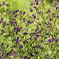 2000 ALFALFA Medicago Sativa Flower Plant Seeds