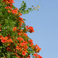 25 Orange HUMMINGBIRD TRUMPET CREEPER Campsis Radicans Vine Flower Seeds