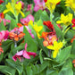 5 MIXED CANNA LILY Generalis Mix Colors Red Yellow Hummingbird Flower Seeds