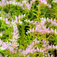 50 SEASTAR / WIDOWS Cross SEDUM Sea Star Stonecrop Sedum Pulchellum Flower Seeds