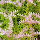 150 MIXED SEDUM Stonecrop Succulent Groundcover Red White Yellow Pink Purple Flower Seeds