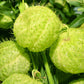 10 BALLOON MILKWEED Hairy Balls Butterfly Weed Asclepias Gomphocarpus Physocarpus Monarch Flower Seeds