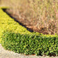 30 AMERICAN BOXWOOD Common Buxus Sempervirens European Box Shrub Seeds