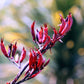 10 Variegated NEW ZEALAND FLAX Phormium Tenax Variegatum Ornamental Grass Flower Seeds