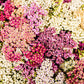 500 MIXED SUMMER YARROW Achillea Millefolium Red Pink White Gold Peach Herb Flower Seeds