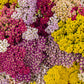 500 MIXED SUMMER YARROW Achillea Millefolium Red Pink White Gold Peach Herb Flower Seeds