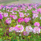 250 MIXED Colors QUEEN CLEOME (Spider Flower) Cleome Hassleriana Cleome Spinosa Flower Seeds