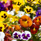 250 Mixed Colors SWISS GIANT PANSY Viola Wittrockiana Flower Seeds