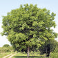 5 ENGLISH WALNUT aka Common, Hardy Carpathian, Persian Nut Fruit Tree Juglans Regia Orientis Seeds
