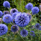 25 Blue GLOBE THISTLE Echinops Ritro Southern Globethistle Pollinator Flower Seeds