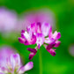50 MILK VETCH Astragalus Sinicus Pink Purple Flower Ground Cover Legume Seeds
