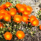 100 Gelato ORANGE ICE PLANT Mesembryanthemum Livingstone Daisy Flower Seeds