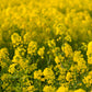 3000 Southern GIANT CURLED MUSTARD Ostrich Plume Brassica Juncea Vegetable Herb Seeds