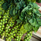 500 HEIRLOOM BRUSSEL SPROUT Brassica Oleracea Green Long Island Vegetable Seeds