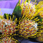 50 BUTTONBUSH / HONEYBALL Cephalanthus Occidentalis White Hummingbird Flower Bush Shrub Seeds