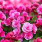 10 MIXED DOUBLE BEGONIA Tuberosa Tuberous Begonia Red Pink White Yellow Orange Shade Flower Seeds