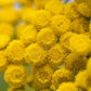 100 YELLOW TANSY Double Golden Buttons Fern Leaf Tanacetum Vulgare Flower Seeds