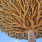 10 DRAGON TREE Dracaena Draco Canary Island Drago Blood Asparagus Yucca Evergreen Succulent Houseplant Orange Berry White Flower Seeds