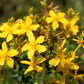 1500 Great SAINT JOHNS WORT St John's Hypericum Pyramidatum Yellow Flower Herb Seeds