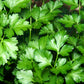 1000 GIANT ITALIAN Flat Leaf PARSLEY Petroselinum Crispum Neapolitanum Herb Vegetable Flower Seeds