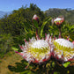 5 Giant KING PROTEA Cynaroides Sugarbush Rare 12" Flower Seeds