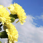 50 YELLOW CARNATION Dianthus Caryophyllus Grenadin Double Flower Seeds