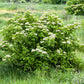 25 American ELDERBERRY FRUIT BUSH Shrub Tree Sambucus Nigra Canadensis Seeds
