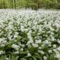 10 RAMSONS / WILD Bear GARLIC Allium Ursinum Vegetable Herb White Flower Seeds