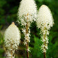 100 BEAR GRASS aka Bear LILY Beargrass Ornamental Xerophyllum Tenax Flower Seeds