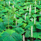 10 VANILLA LEAF Achlys Triphylla Deer Foot Vanillaleaf Fragrant Foliage White Shade Groundcover Flower Seeds