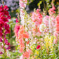 25 Double MADAME BUTTERFLY SNAPDRAGON Mixed Colors Antirrhinum Majus Flower Seeds