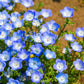 250 BABY BLUE EYES Nemophila Menziesii Fragrant Butterfly Flower Seeds