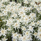 50 EDELWEISS Leontopodium Alpinum White Flower Seeds