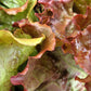 3000 PRIZEHEAD LETTUCE Loose Leaf Early Prize Head Red Lactuca Vegetable Seeds