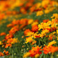 300 BRIGHT LIGHTS COSMOS Mix Mixed Colors Red Orange Yel Bipinnatus Flower Seeds