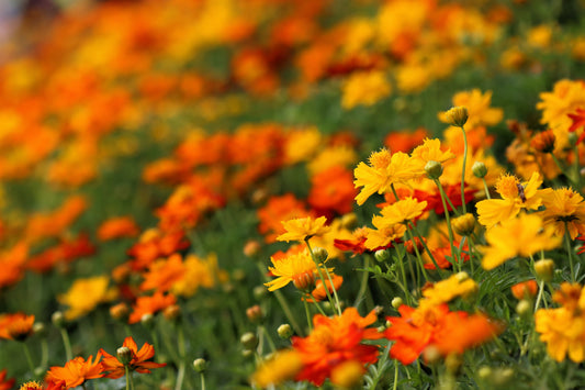 300 BRIGHT LIGHTS COSMOS Mix Mixed Colors Red Orange Yel Bipinnatus Flower Seeds
