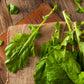 1500 SEVEN TOP TURNIP For Leaf Greens & Sprouts Brassica Rapa Vegetable Seeds
