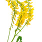 3000 YELLOW SWEET CLOVER Melilotus Officinalis Flower Seeds