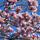 5 LILY MAGNOLIA Flower TREE Pink & Purple Fragrant Tulip Magnol Liliiflora Seeds