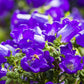 200 Blue CANTERBURY BELLS - CAMPANULA Medium Flower Seeds