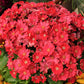 100 CRIMSON FAIRY PRIMROSE Red Primula Malacoides Baby Primrose Shade Houseplant Flower Seeds