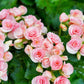 10 MIXED DOUBLE BEGONIA Tuberosa Tuberous Begonia Red Pink White Yellow Orange Shade Flower Seeds