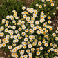 100 White DWARF CREEPING DAISY Chrysanthemum Paludosum Leucanthemum Flower Seeds
