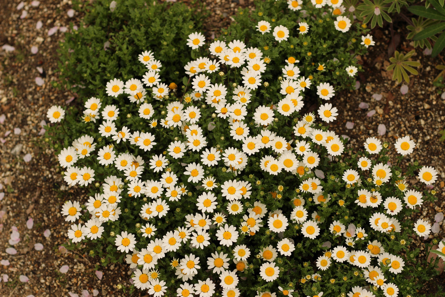 100 White DWARF CREEPING DAISY Chrysanthemum Paludosum Leucanthemum Flower Seeds